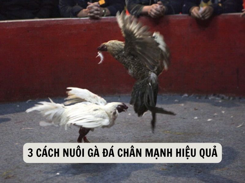 3 Cách Nuôi Gà Đá Chân Mạnh Hiệu Quả