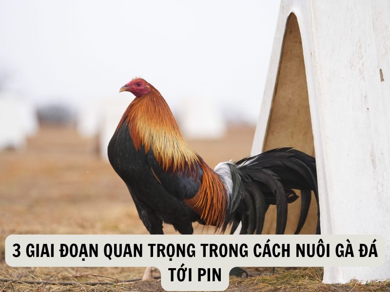 3 Giai Đoạn Quan Trọng Trong Cách Nuôi Gà Đá Tới Pin
