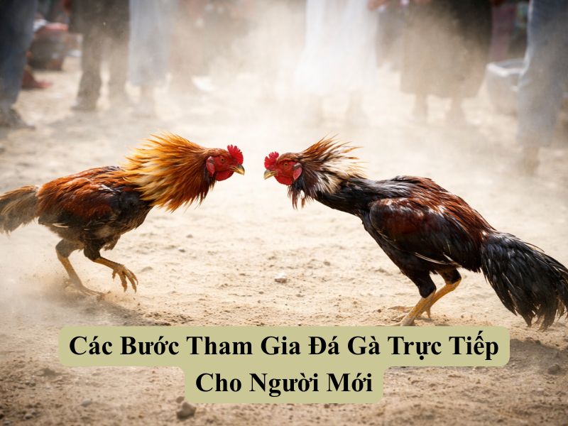 Các Bước Tham Gia Đá Gà Trực Tiếp Cho Người Mới