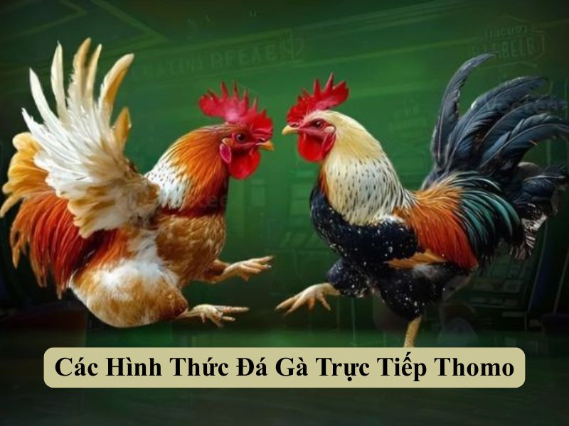 Các Hình Thức Đá Gà Trực Tiếp Thomo