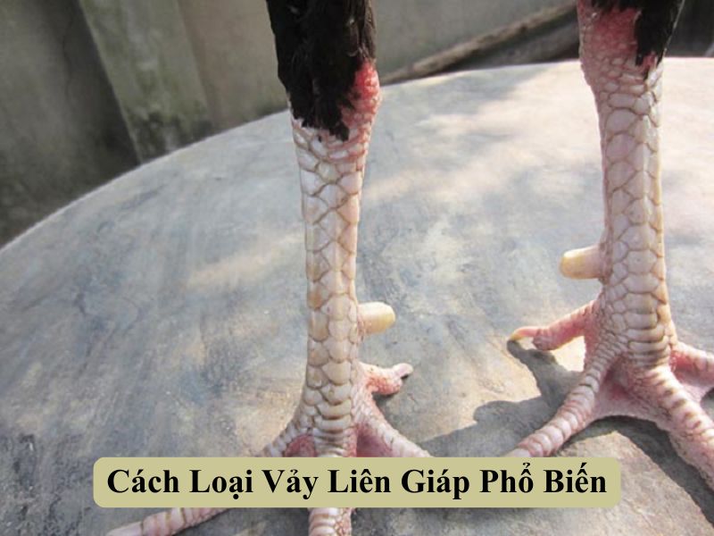 Cách Loại Vảy Liên Giáp Phổ Biến