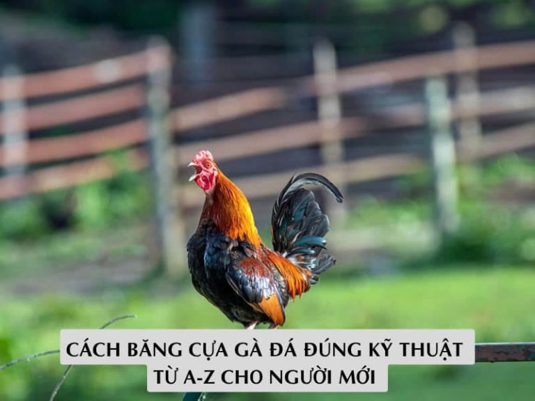 Cách Băng Cựa Gà Đá Đúng Kỹ Thuật Từ A-Z Cho Người Mới