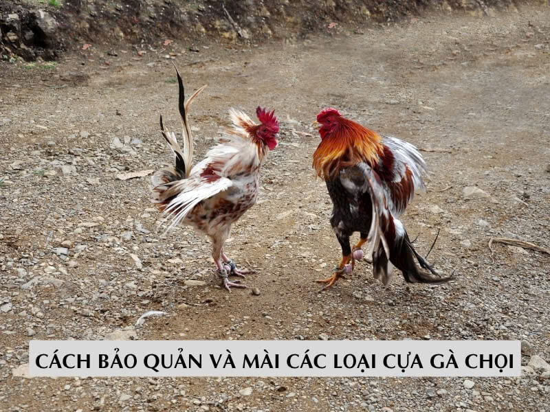 Cách Bảo Quản Và Mài Các Loại Cựa Gà Chọi