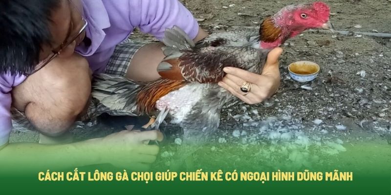 Cách cắt lông gà chọi đúng chuẩn và đẹp