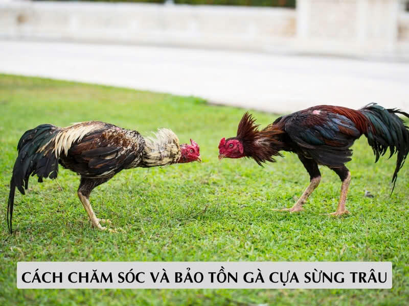 Cách Chăm Sóc Và Bảo Tồn Gà Cựa Sừng Trâu