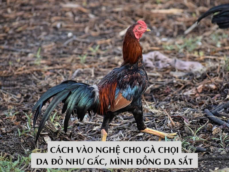 Cách Vào Nghệ Cho Gà Chọi: Da Đỏ Như Gấc, Mình Đồng Da Sắt 