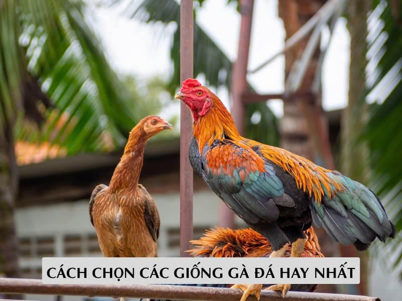 Cách Chọn Các Giống Gà Đá Hay Nhất