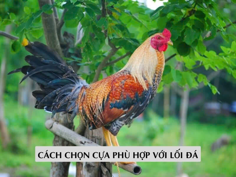 Cách Chọn Cựa Phù Hợp Với Lối Đá