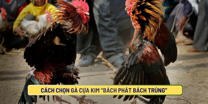 Cách Chọn Gà Cựa Kim "Bách Phát Bách Trúng"