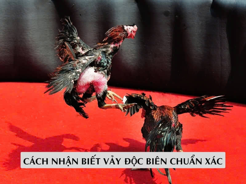 Cách Nhận Biết Vảy Độc Biên Chuẩn Xác