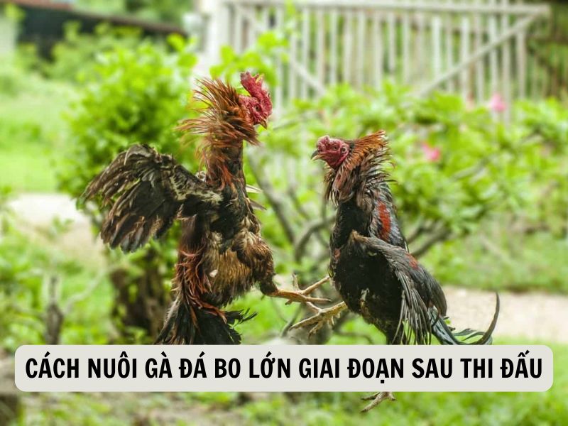 Cách Nuôi Gà Đá Bo Lớn Giai Đoạn Sau Thi Đấu