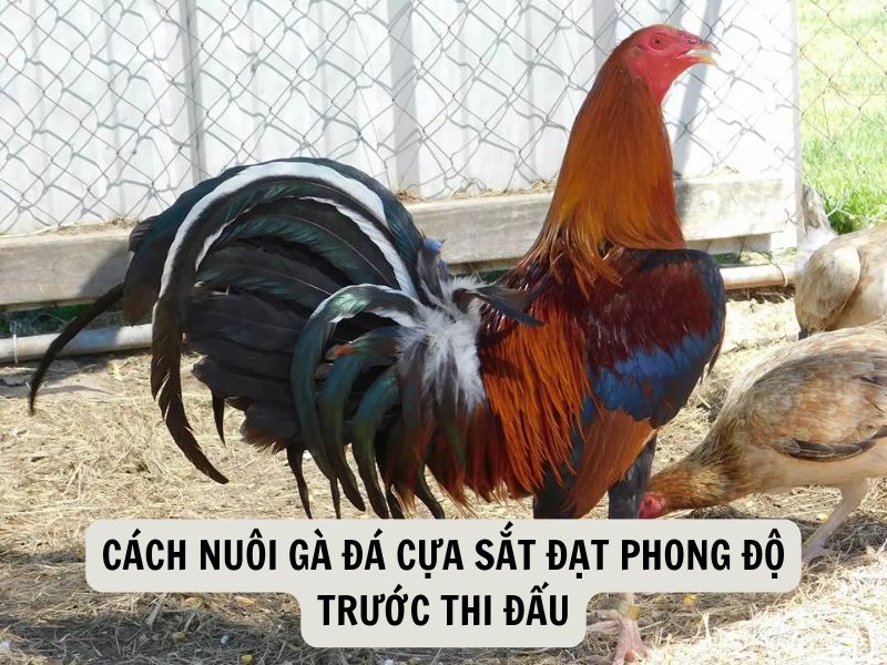 Cách Nuôi Gà Đá Cựa Sắt Đạt Phong Độ Trước Thi Đấu