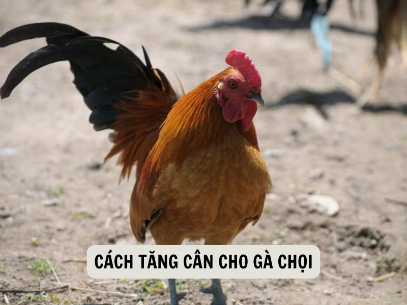 Cách Tăng Cân Cho Gà Chọi