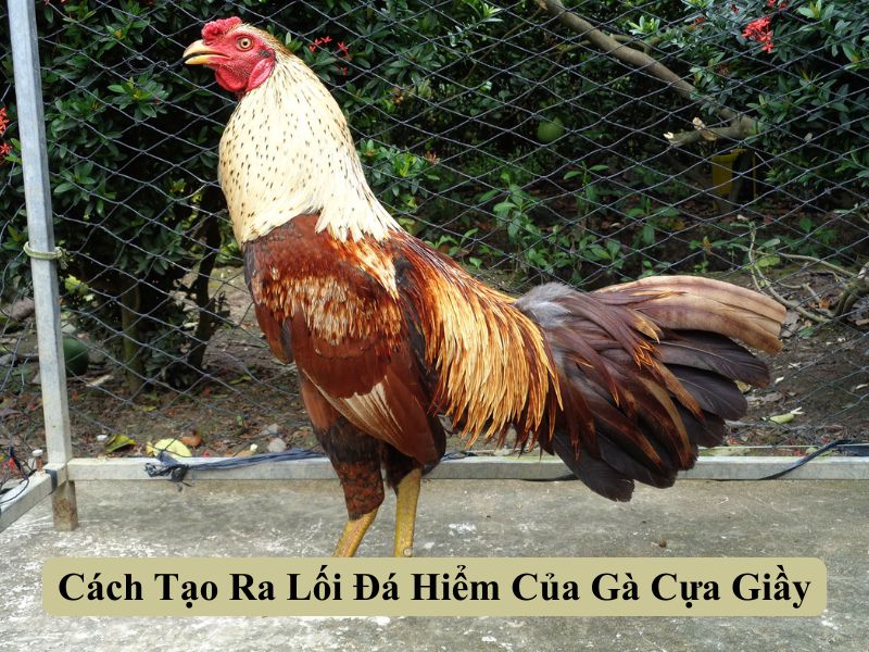 Cách Tạo Ra Lối Đá Hiểm Của Gà Cựa Giầy