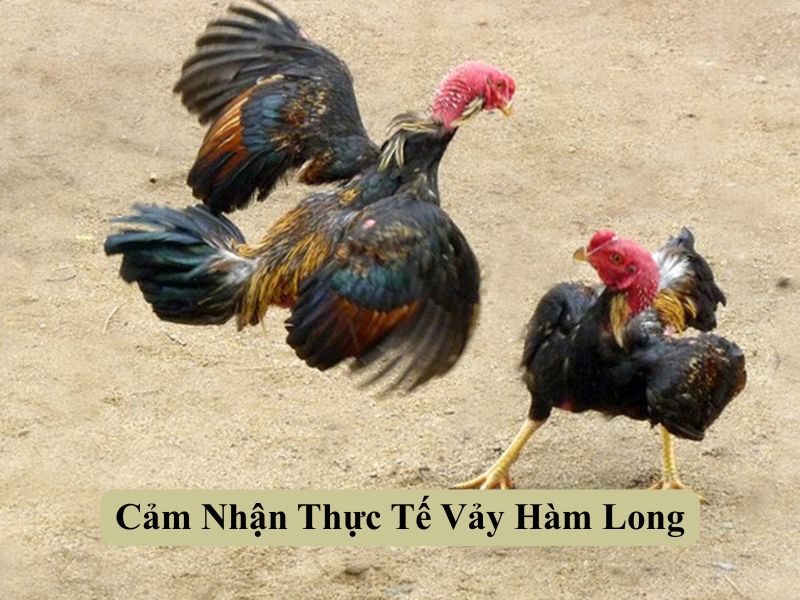 Cảm Nhận Thực Tế Vảy Hàm Long