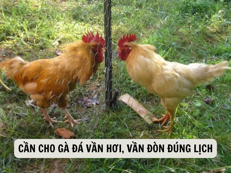 Cần Cho Gà Đá Vần Hơi, Vần Đòn Đúng Lịch