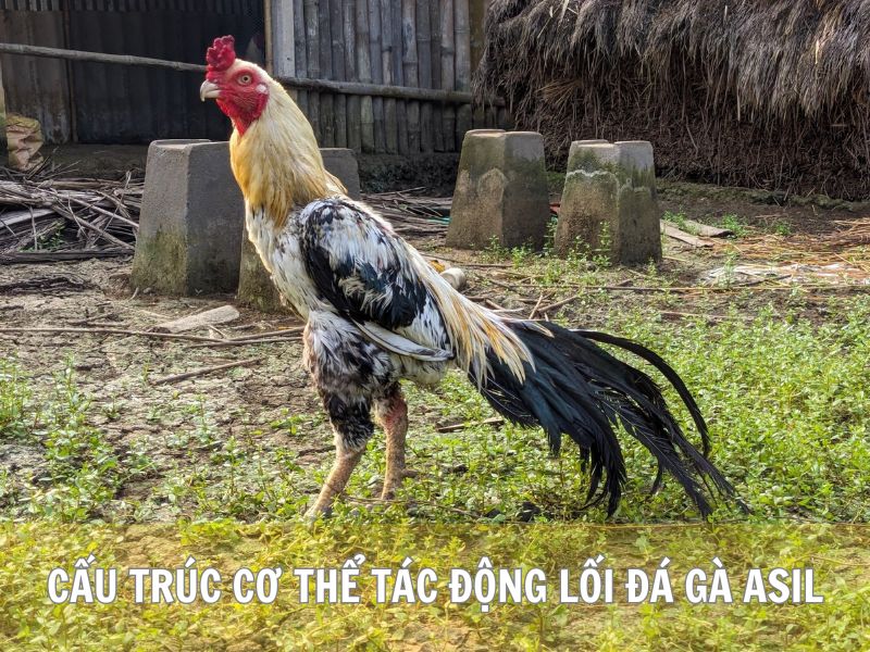 Cấu Trúc Cơ Thể Tác Động Lối Đá Gà Asil
