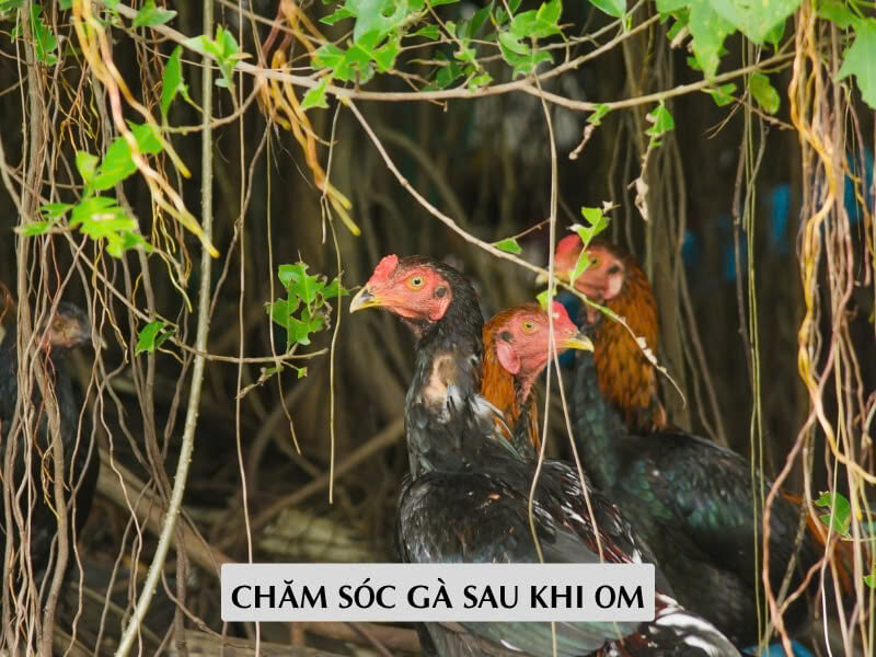 Chăm Sóc Gà Sau Khi Om
