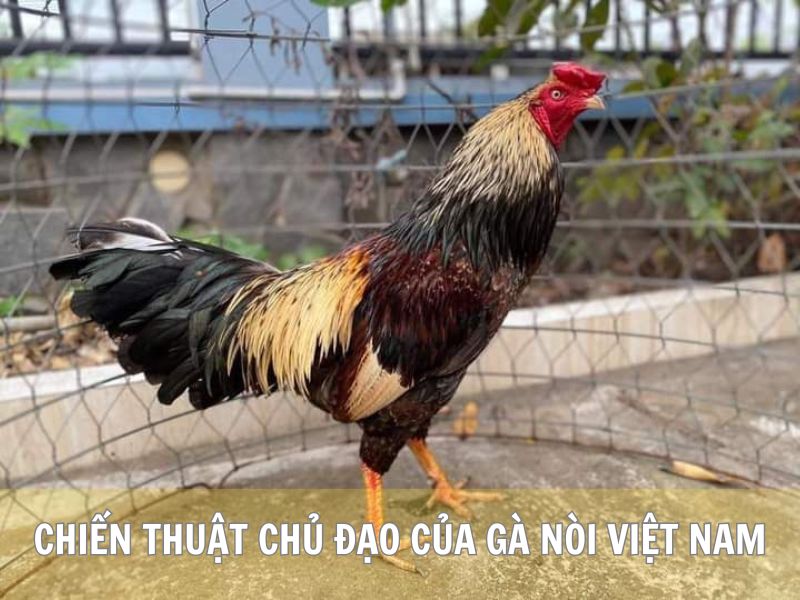 Chiến Thuật Chủ Đạo Của Gà Nòi Việt Nam