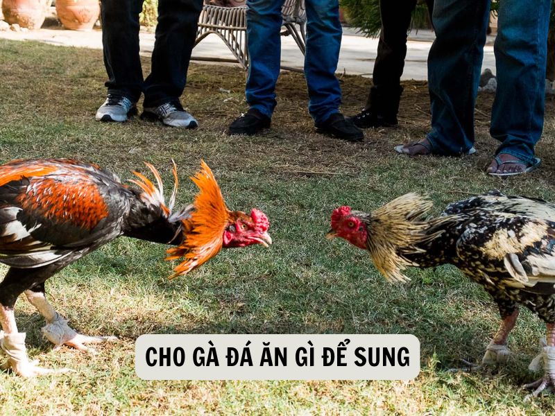 Cho Gà Đá Ăn Gì Để Sung