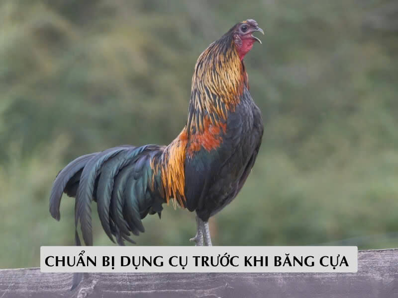 Chuẩn Bị Dụng Cụ Trước Khi  Băng Cựa 