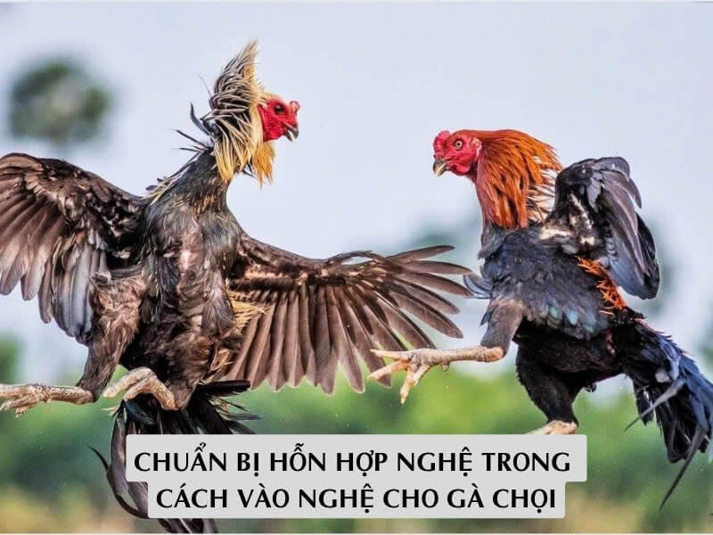 Chuẩn Bị Hỗn Hợp Nghệ Trong Cách Vào Nghệ Cho Gà Chọi