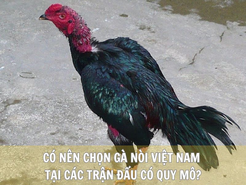 Có Nên Chọn Gà Nòi Việt Nam Tại Các Trận Đấu Có Quy Mô?