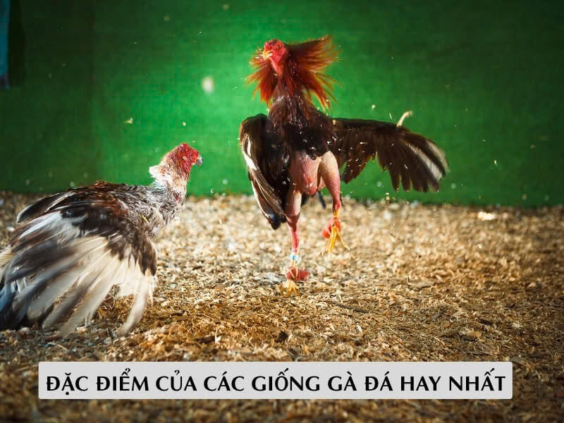 Đặc Điểm Của Các Giống Gà Đá Hay Nhất