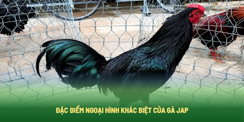 Những điểm nổi bật giúp nhận biết chiến kê Jab
