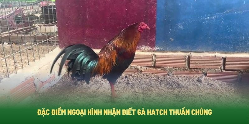 Cách để bạn nhận biết được gà Hatch