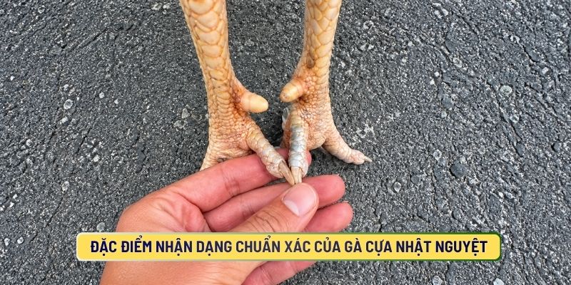 Đặc Điểm Nhận Dạng Chuẩn Xác Của Gà Cựa Nhật Nguyệt