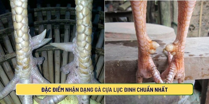 Đặc điểm nhận dạng gà lục đinh