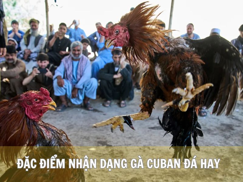 Đặc Điểm Nhận Dạng Gà Cuban Đá Hay