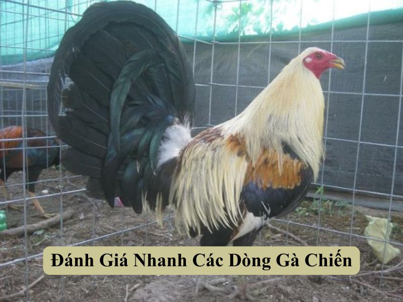 Đánh Giá Những Hình Thức Cược Đá Gà Trực Tiếp