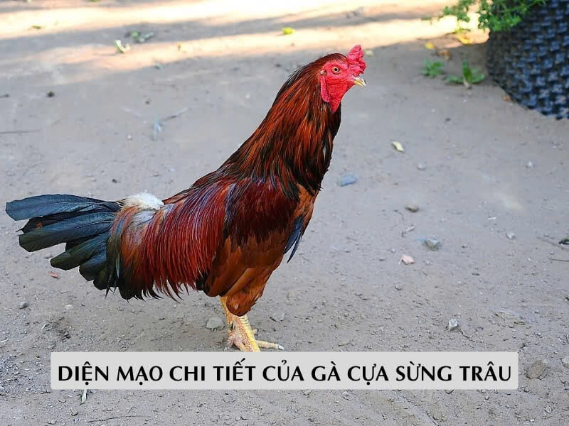 Diện Mạo Chi Tiết Của Gà Cựa Sừng Trâu