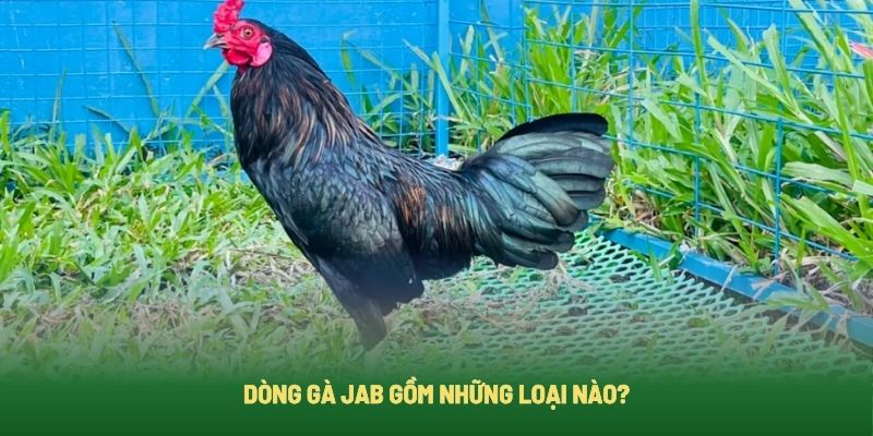 Phân loại gà Jab hiện nay
