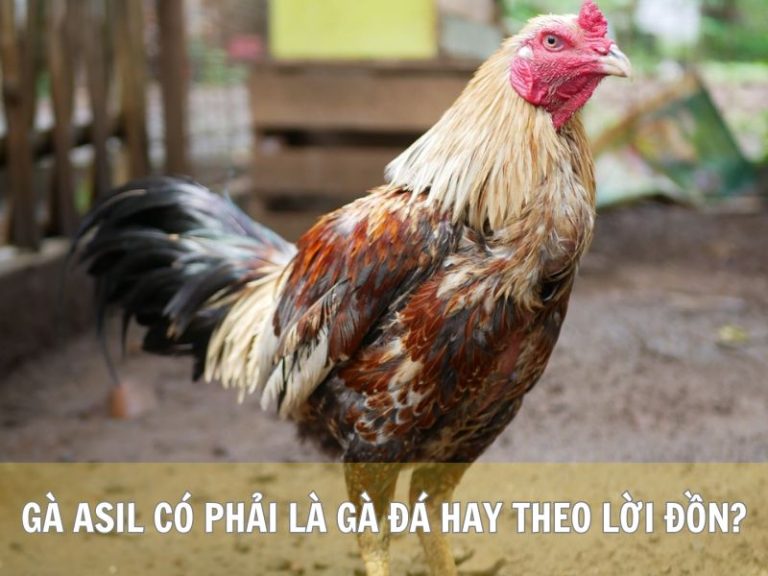 Gà Asil Có Phải Là Gà Đá Hay Theo Lời Đồn?