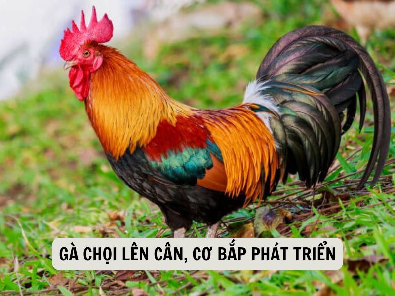 Gà Chọi Lên Cân, Cơ Bắp Phát Triển