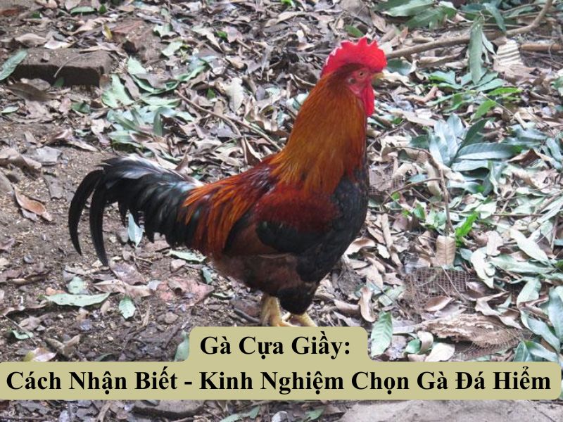 Gà Cựa Giầy: Cách Nhận Biết - Kinh Nghiệm Chọn Gà Đá Hiểm