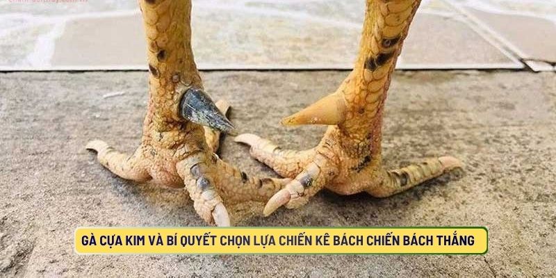Gà Cựa Kim Và Bí Quyết Chọn Lựa Chiến Kê Bách Chiến Bách Thắng