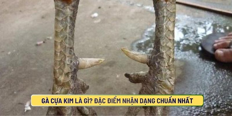 Gà Cựa Kim Là Gì?