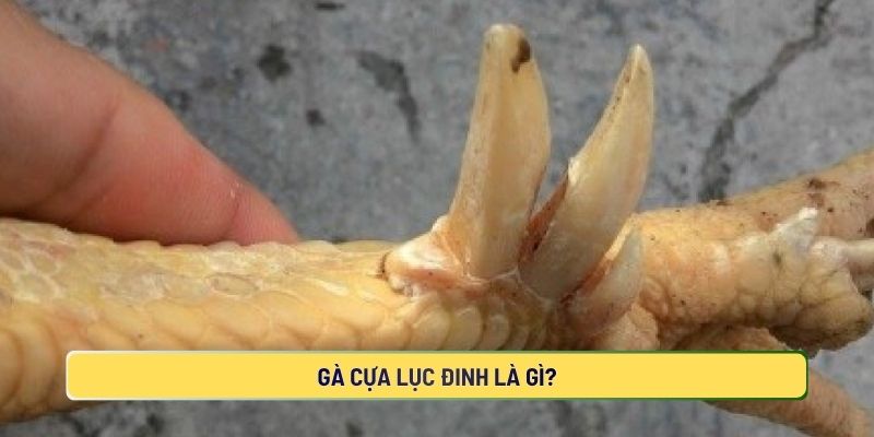 Tìm hiểu về gà cựa lục đinh là gì?