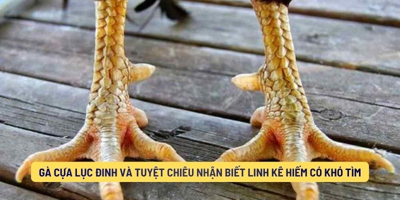 Gà lục đình và tuyệt chiêu nhận biết linh kê hiếm có khó tìm