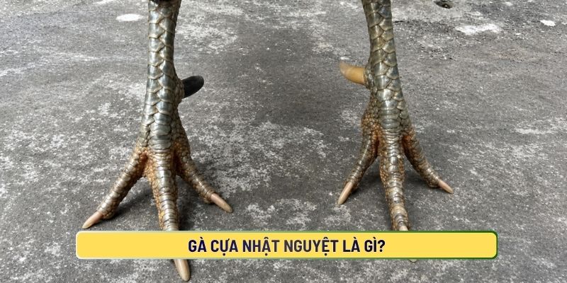 Gà Cựa Nhật Nguyệt Là Gì?