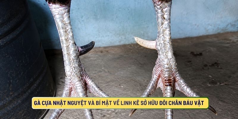 Gà nhật nguyệt và bí mật về linh kê sở hữu đôi chân báu vật