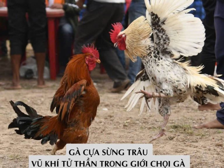 Gà Cựa Sừng Trâu – Vũ Khí Tử Thần Trong Giới Chọi Gà 