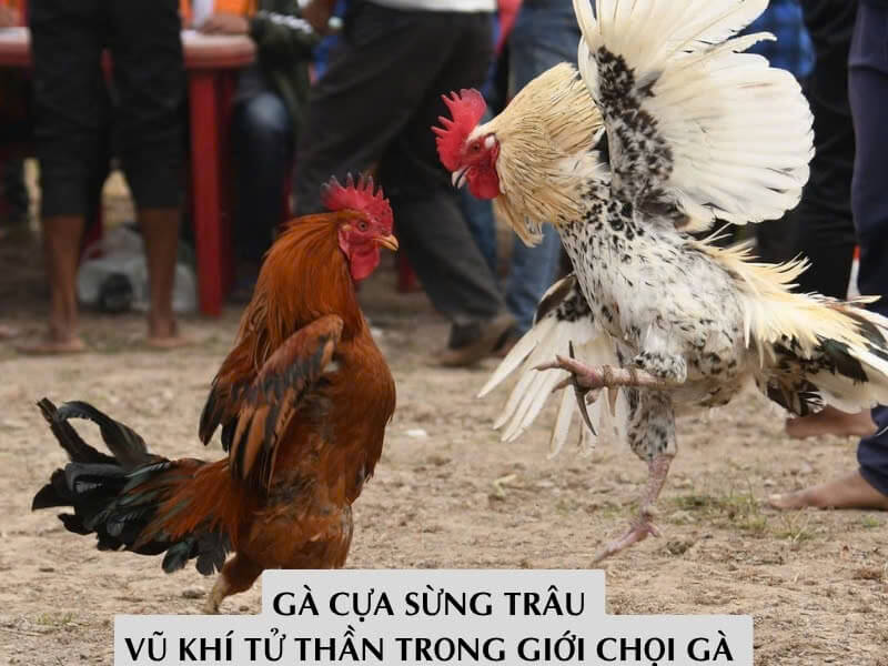 Gà Cựa Sừng Trâu – Vũ Khí Tử Thần Trong Giới Chọi Gà 