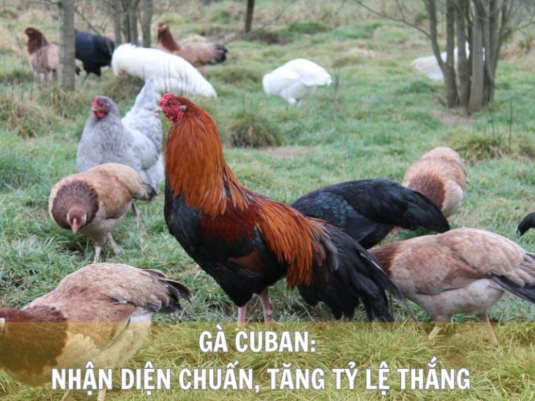 Gà Cuban: Nhận Diện Chuẩn, Tăng Tỷ Lệ Thắng