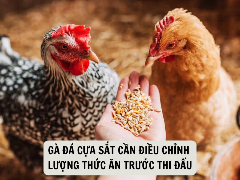 Gà Đá Cựa Sắt Cần Điều Chỉnh Lượng Thức Ăn Trước Thi Đấu