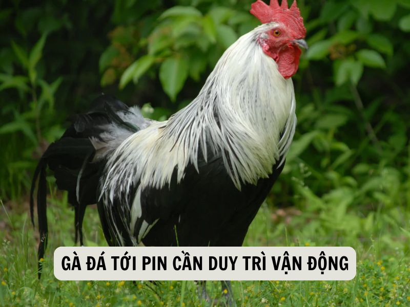 Gà Đá Tới Pin Cần Duy Trì Vận Động